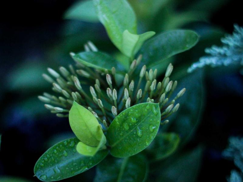 记忆碎片<br>gitbuvf.cn 植入体真伪辨